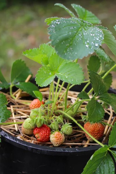 How to Grow Crops in Small Living&nbsp;Spaces